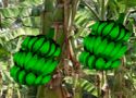 Banana farmland escape - szabaduló játék