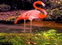 Flamingo forest escape - szabaduló játék
