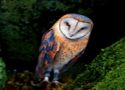 Masked owl island escape - szabaduló játék