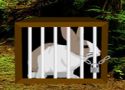Rain forest rabbit escape - szabaduló játék