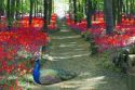 Red flower forest escape - szabaduló játék