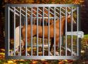 Starving horse rescue - escape game
