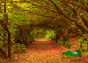 Tunnel adventure forest escape - szabaduló játék