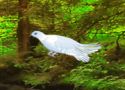 White pigeon forest escape - escape game